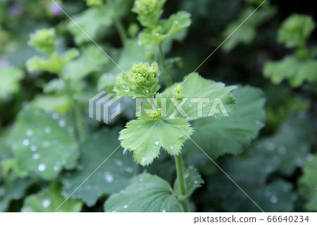 Alchemilla Morris buds after the rain Alchemilla Morris buds after the rain 66640234