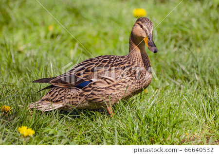 Single brown duck 66640532