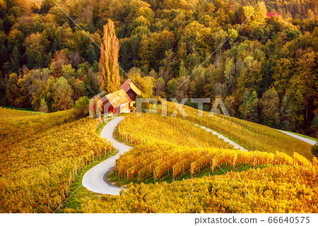 Heart shaped wine road in Slovenia Heart shaped wine road in Slovenia 66640575