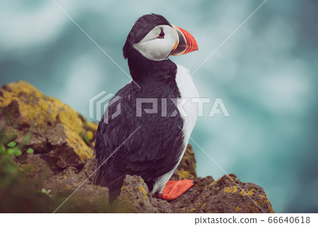 Single atlantic puffin Single atlantic puffin 66640618