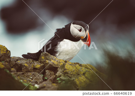 Single atlantic puffin Single atlantic puffin 66640619