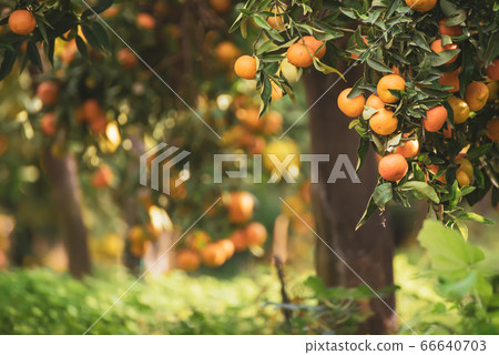 Tangerine sunny garden Tangerine sunny garden 66640703