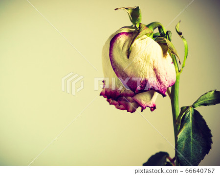 Dried withered rose flower on wall background Dried withered rose flower on wall background 66640767