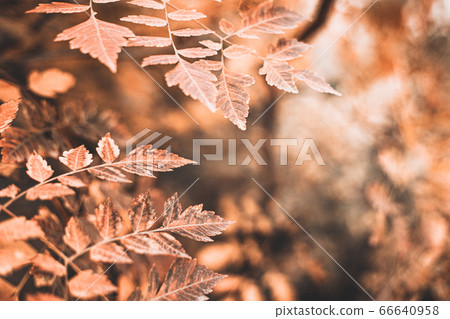 autumn scene with orange leaves and blurred brown 66640958