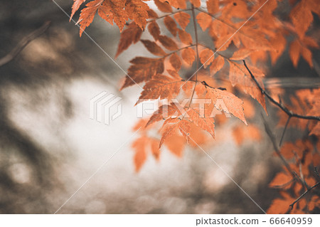 autumn scene with orange leaves and blurred brown 66640959