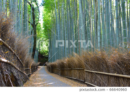 京都Sagano竹林道 66640960