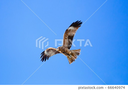 Tombi flying in the blue sky in winter Tombi flying in the blue sky in winter 66640974