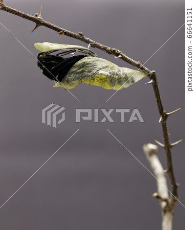 最大的舉起的蝴蝶來自Siebold，長崎Ageha，p，並且在家中從幼蟲中出現 66641151