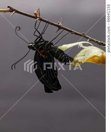 最大的舉起的蝴蝶來自Siebold，長崎Ageha，p，並且在家中從幼蟲中出現 66641158