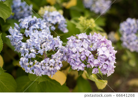 hydrangea hydrangea 66641208