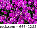 紫色花 紫色花 66641288