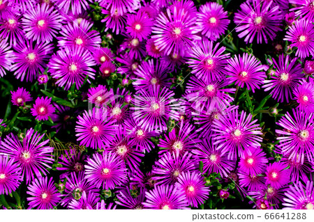 Purple flower 66641288