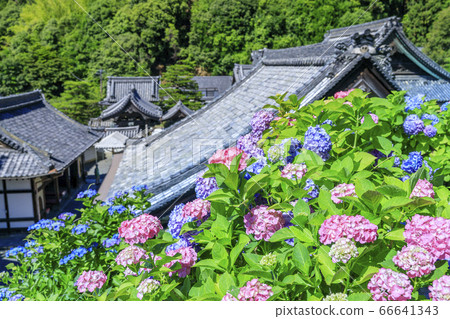 洋谷寺柳屋觀音繡球和花水盛開 66641343