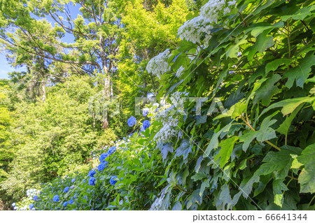 洋谷寺柳屋觀音繡球和花水盛開 洋谷寺柳屋觀音繡球和花水盛開 66641344