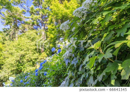 Yangtani Temple Yanagiya Kannon Hydrangea and Hanatemizu in full bloom Yangtani Temple Yanagiya Kannon Hydrangea and Hanatemizu in full bloom 66641345