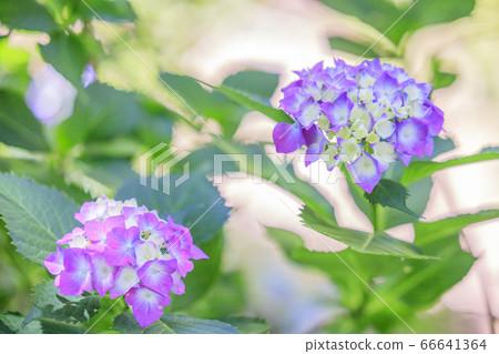 洋谷寺柳屋觀音繡球和花水盛開 洋谷寺柳屋觀音繡球和花水盛開 66641364