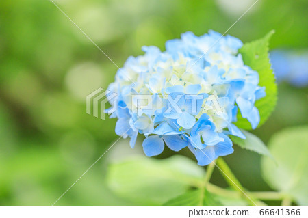 洋谷寺柳屋觀音繡球和花水盛開 66641366