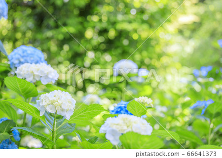 Yangtani Temple Yanagiya Kannon Hydrangea and Hanatemizu in full bloom Yangtani Temple Yanagiya Kannon Hydrangea and Hanatemizu in full bloom 66641373