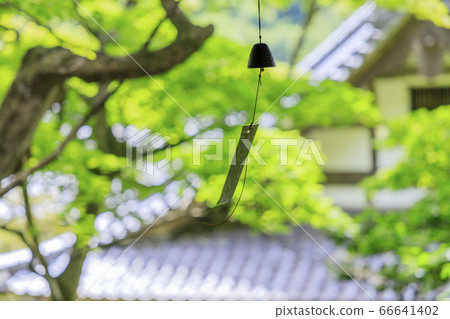 洋谷寺柳屋觀音繡球和花水盛開 洋谷寺柳屋觀音繡球和花水盛開 66641402