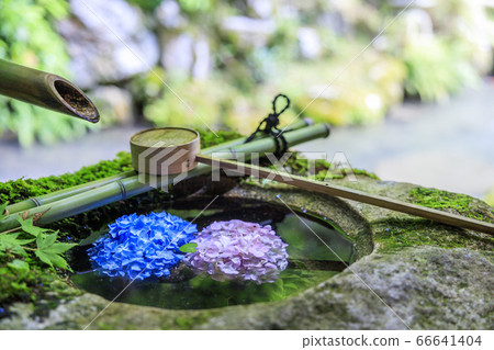 Yangtani Temple Yanagiya Kannon Hydrangea and Hanatemizu in full bloom Yangtani Temple Yanagiya Kannon Hydrangea and Hanatemizu in full bloom 66641404