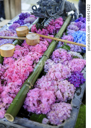 洋谷寺柳屋觀音繡球和花水盛開 洋谷寺柳屋觀音繡球和花水盛開 66641422