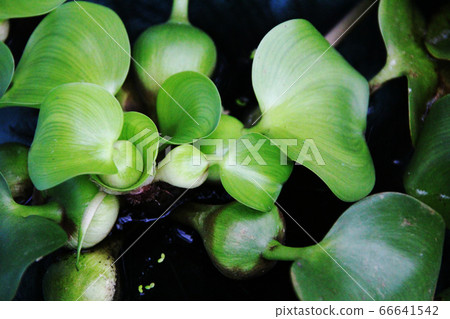 水葫蘆 水葫蘆 66641542