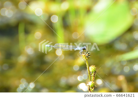 蜻蜓在池塘停了下來。 66641621