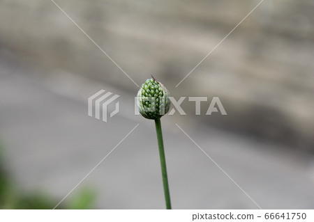 蔥屬Tancho鼓槌芽 蔥屬Tancho鼓槌芽 66641750