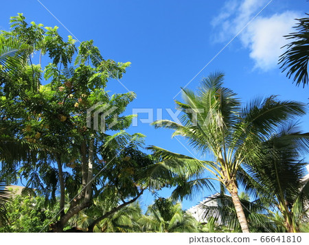 Hawaii Travel Hawaii Travel 66641810