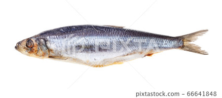 quick-frozen Atlantic herring isolated on white 66641848