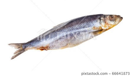 deepfrozen Atlantic herring isolated on white 66641873