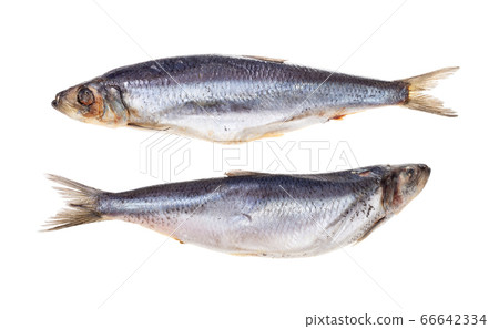 pair of frozen Atlantic herrings isolated on white 66642334