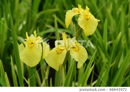 花的虹膜“愛知縣的光芒” 花的虹膜“愛知縣的光芒” 66643972