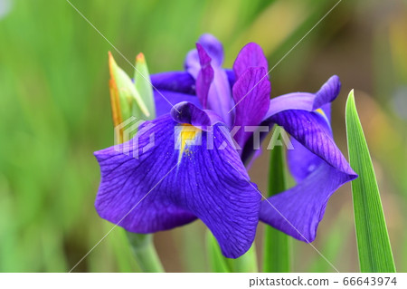 花鳶尾“長井小紫” 花鳶尾“長井小紫” 66643974