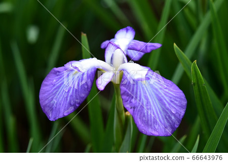 花鳶尾花 花鳶尾花 66643976