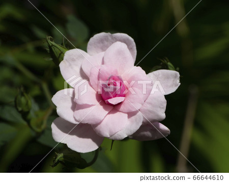 Close up pink of Damask Rose flower with green 66644610