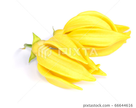 fragrant flowers of climbing on white background. 66644616