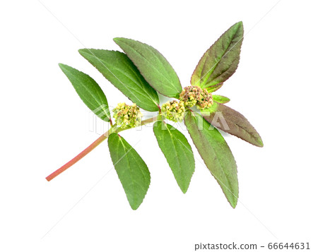 Close up of Garden Spurge leaves 66644631