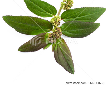 Close up of Garden Spurge leaves Close up of Garden Spurge leaves 66644633