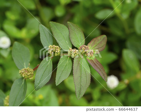 Close up of Garden Spurge leaves Close up of Garden Spurge leaves 66644637