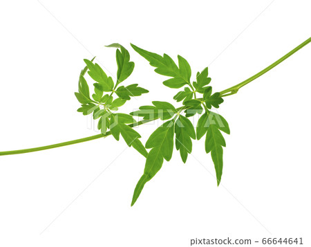 Close up Balloon vine plant leaves on white 66644641