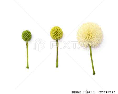 Close up of White popinac, Lead tree, Horse Close up of White popinac, Lead tree, Horse 66644646