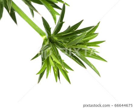 Close up Culantro flower with green leaves on 66644675