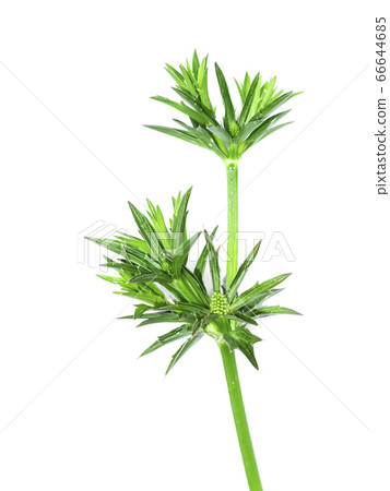 Close up Culantro flower with green leaves on Close up Culantro flower with green leaves on 66644685