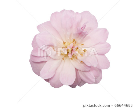 Pink of Damask Rose flower on white background. 66644693