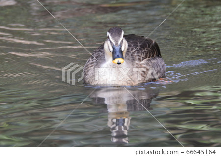 Duck (Negawa Ryokuchi/Tachikawa Park/Tachikawa City, Tokyo) 66645164