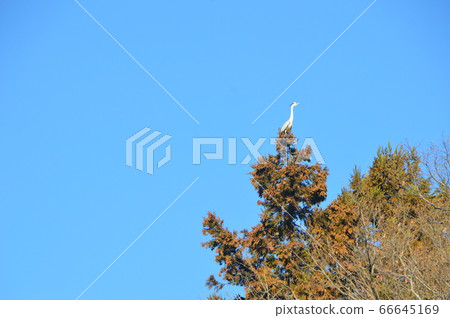 Heron on a tall tree (Yatsu Pond / Yorii Town, Saitama Prefecture) 66645169