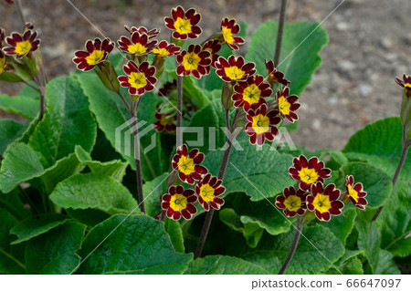 Primula Gold Race Polyansa 66647097