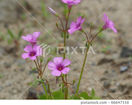 Oxalis Oxalis 66647338
