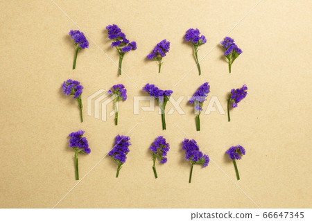 Purple statice flowers on kraft paper background. Floral composition, flat lay, top view, copy space 66647345